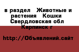  в раздел : Животные и растения » Кошки . Свердловская обл.,Карпинск г.